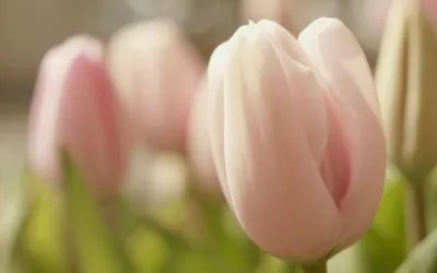 Sleek Soft Wallpaper Wallpaper 4K, Nature category
