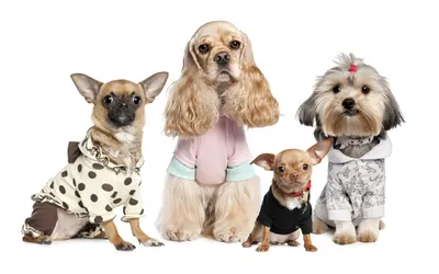 Four Dressed Dogs Different Breeds Animals Wallpaper 4K 1920x1200 Hd, Pc, Desktop, Wallpaper, Featuring, Four, Dressed, Dogs, Different, Breeds, Against, White, Ultrawide, Full HD