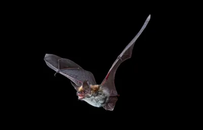 Serene Close Wallpaper Black/Dark Wallpaper 4K 2048x1312 Hd, Pc, Desktop, Wallpaper, Featuring, A, Close-up, Of, Bat, Flight, Against, Black, Teal, Gray, Blue, Ultrawide, Full HD