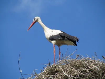 White Stork Standing Nest Nature Wallpaper 4K 2048x1536 White, Stork, Standing, On, A, Nest, Against, Clear, Blue, Sky, Captured, High, Pink, Green, Landscape, Full HD