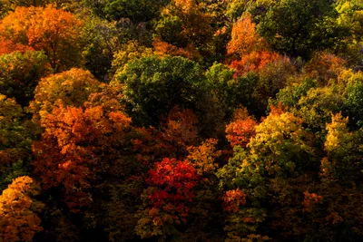 Vibrant Colorful Forest Full Nature Wallpaper 4K 2700x1800 A, Vibrant, Colorful, Forest, In, Full, Fall, Foliage, Rich, Reds, Oranges, Greens, Brown, Black, Landscape, QHD