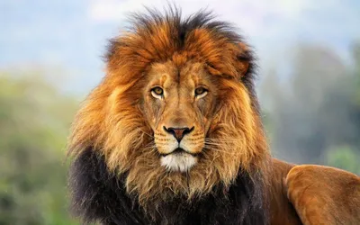 Bright Majestic Wallpaper Animals Wallpaper 4K 1920x1200 Hd, Desktop, Wallpaper:, Featuring, A, Majestic, Lion, With, Full, Mane, Set, Against, White, Ultrawide, Full HD