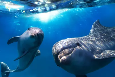 Vibrant Two Wallpaper Abstract Wallpaper 4K 6500x4381 Hd, Desktop, Wallpaper:, Featuring, Two, Dolphins, Swimming, Gracefully, Underwater, Sunlight, Filtering, Through, Brown, Red, White, Landscape, 4k