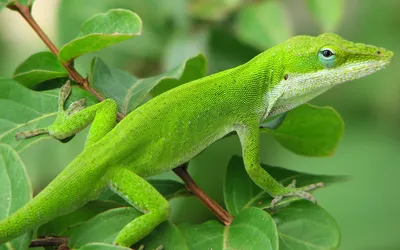 Vivid Green Anole Lizard Animals Wallpaper 4K 1920x1200 Vivid, Green, Anole, Lizard, Animal, Perched, On, A, Leafy, Branch, Desktop, Featuring, Red, Brown, Ultrawide, Full HD