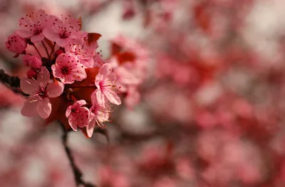 Epic Close Wallpaper Wallpaper 4K, Nature category