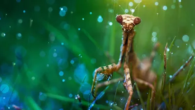 Close Green Praying Wallpaper 4K, Abstract category