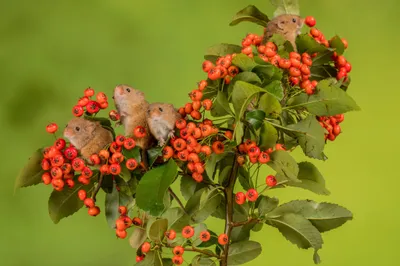 Epic Animal Wallpaper Animals Wallpaper 4K 2048x1365 Animal, Mouse, Hd, Desktop, Wallpaper, Background, Image, Brown, Gray, Ultrawide, Full HD