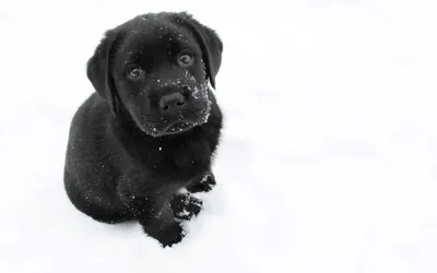Black Puppy Sitting Snow Looking Black/Dark Wallpaper 4K 2560x1600 Hd, Desktop, Wallpaper, Of, A, Black, Puppy, Sitting, Snow, Looking, Curious, Eyes, White, Ultrawide, QHD