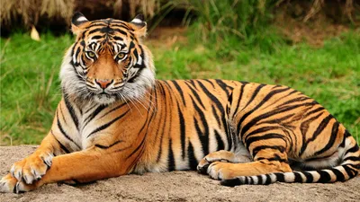 Majestic Tiger Resting Animals Wallpaper 4K 1920x1080 A, Stunning, Hd, Desktop, Wallpaper, And, Background, Featuring, Majestic, Tiger, Resting, Ground, Orange, Gray, Ultrawide, Full HD