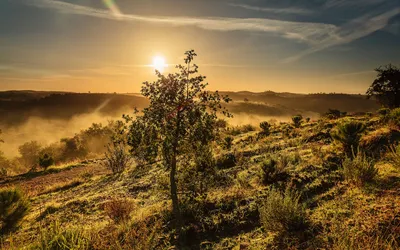 Vivid Serene Wallpaper Nature Wallpaper 4K 1920x1200 A, Serene, Landscape, At, Sunrise, Featuring, Lone, Tree, Amidst, Mist-covered, Hills, Showcasing, Gray, Ultrawide, Full HD