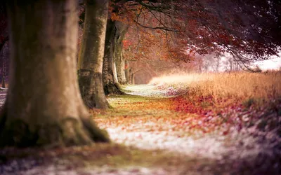 Serene Autumn Tall Trees Vibrant Nature Wallpaper 4K 1920x1200 A, Serene, Autumn, Scene, Featuring, Tall, Trees, With, Vibrant, Fall, Foliage, Lining, Brown, Gray, Ultrawide, Full HD