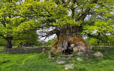 Majestic Ancient Tree Vibrant Nature Wallpaper 4K 1920x1200 A, Majestic, Ancient, Tree, With, Vibrant, Green, Leaves, Stands, Lush, Meadow, Surrounded, Brown, Ultrawide, Full HD