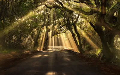 Sunbeams Filtering Enchanted Forest Nature Wallpaper 4K 1920x1200 Hd, Desktop, Wallpaper:, Featuring, Sunbeams, Filtering, Through, An, Enchanted, Forest, Illuminating, Serene, Brown, Orange, Ultrawide, Full HD