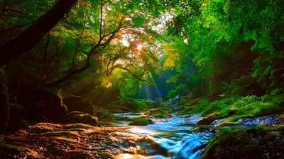 Sunlit Forest Lush Greenery Serene Nature Wallpaper 4K 1920x1080 Hd, Wallpaper:, Of, A, Sunlit, Forest, With, Lush, Greenery, Serene, Stream, Flowing, Brown, White, Ultrawide, Full HD