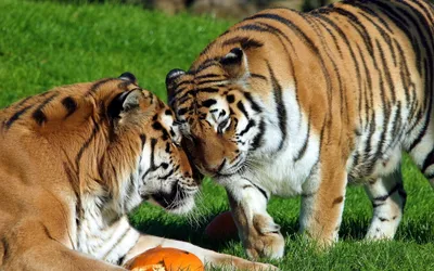 Bold Two Wallpaper Animals Wallpaper 4K 2560x1600 Hd, Pc, Desktop, Wallpaper, Showing, Two, Majestic, Tigers, Interacting, Closely, Green, Grass, White, Orange, Ultrawide, QHD