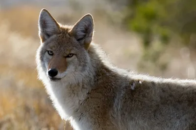 Close Coyote Canine Wallpaper 4K, Space category