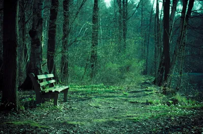 Dark Green Nature Park Man Nature Wallpaper 4K 2560x1696 Hd, Desktop, Wallpaper, Showing, A, Dark, Green, Nature, Park, Man-made, Bench, Beside, Brown, Ultrawide, QHD