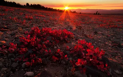 Crisp Scenic Wallpaper Nature Wallpaper 4K 1920x1200 Hd, Wallpaper:, Of, A, Scenic, Landscape, Featuring, Vibrant, Red, Plants, Against, Sunset, Purple, Orange, Gray, Ultrawide, Full HD
