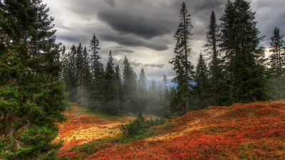 Fall Forest Tall Nature Wallpaper 4K 4022x2256 A, Stunning, Hd, Desktop, Wallpaper:, Of, Fall, Forest, Scene, Featuring, Tall, Pine, Gray, Ultrawide, 4k