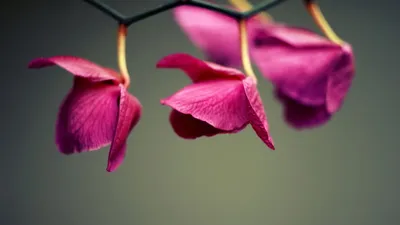 Crisp Close Wallpaper Wallpaper 4K, Nature category