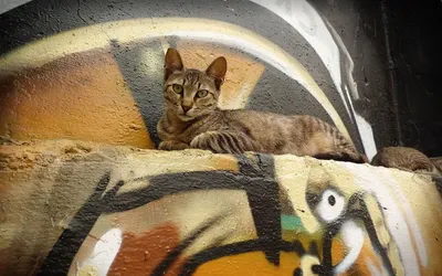 Relaxed Tabby Cat Wallpaper 4K, Animals category