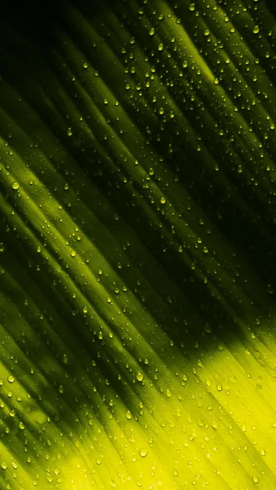 Close Leaf Iphone Abstract Wallpaper 4K 1518x2700 Brown