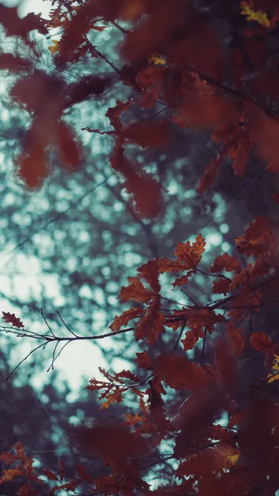 Moody Autumn Leaves Argentinian Nature Wallpaper 4K 1688x3000 White