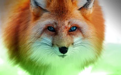 Close Vividly Colored Fox Blue Animals Wallpaper 4K 1920x1200 Hd, Wallpaper, Featuring, A, Close-up, Of, Vividly, Colored, Fox, Sharp, Blue, Eyes, White, Gray, Pink, Ultrawide, Full HD