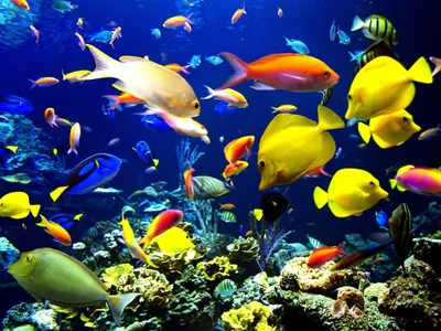 Crisp Live Wallpaper Animals Wallpaper 4K 1600x1200 Yellow, Red, Pink