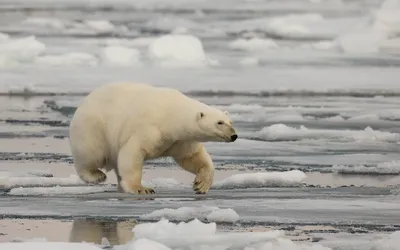 Dark Ice Wallpaper Animals Wallpaper 4K 1920x1200 Ice, Bear, Polar, Animal, Hd, Desktop, Wallpaper, Gray, Ultrawide, Full HD