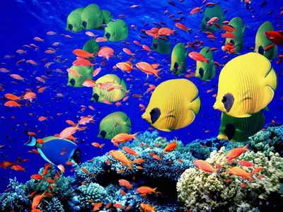 Sleek Live Wallpaper Animals Wallpaper 4K 1600x1200 Red