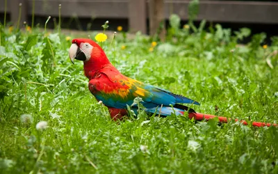 Dark Vibrant Wallpaper Abstract Wallpaper 4K 1920x1200 A, Vibrant, Red-and-green, Macaw, Perched, On, Lush, Green, Grass, Showcasing, Striking, Plumage, Gray, Brown, Ultrawide, Full HD
