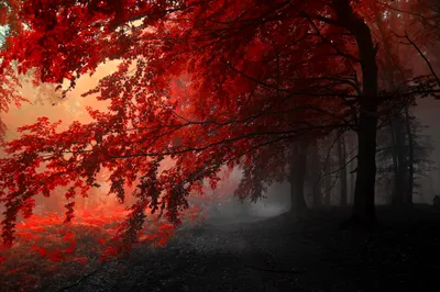 Bold Forest Wallpaper Nature Wallpaper 4K 4288x2848 Hd, Wallpaper, Of, A, Forest, In, Fall, Featuring, Vibrant, Red, Leaves, Tree, Brown, Ultrawide, 4K
