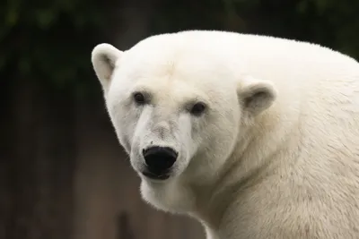 Serene Close Wallpaper Animals Wallpaper 4K 3000x2000 Close-up, Of, A, Polar, Bear, Animal, Facing, Camera, White, Fur, Landscape, QHD