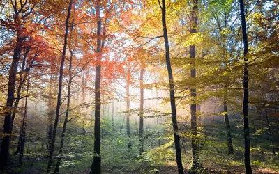 Dreamy General Wallpaper Abstract Wallpaper 4K 1300x812 Wallpaper, General, 1300x812, White, Ultrawide
