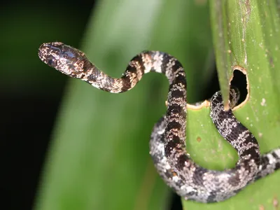 Close Small Patterned Snake Abstract Wallpaper 4K 1929x1448 Close-up, Hd, Desktop, Wallpaper, Of, A, Small, Patterned, Snake, Emerging, Hole, Green, Gray, Brown, Landscape, Full HD
