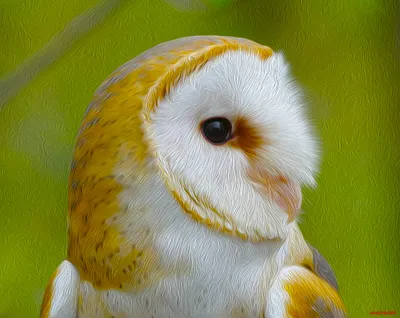 Oil Painting Detailed Barn Abstract Wallpaper 4K 2474x1964 Oil, Painting-style, Hd, Desktop, Wallpaper:, Of, A, Detailed, Barn, Owl, White, Golden, Brown, Square, Full HD