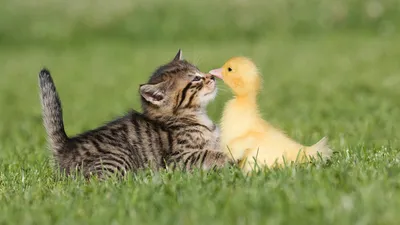 Vivid Cute Wallpaper Abstract Wallpaper 4K 1920x1080 Hd, Desktop, Wallpaper, Showing, A, Cute, Kitten, And, Yellow, Duckling, Touching, Noses, Gray, Ultrawide, Full HD