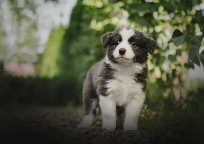 Depth Field Baby Animals Wallpaper 4K 2880x2030 Depth, Of, Field, Baby, Animal, Puppy, Dog, Australian, Shepherd, Desktop, Gray, Landscape, QHD