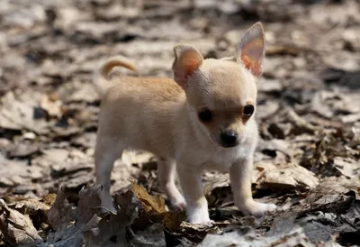 Dark Cute Wallpaper Animals Wallpaper 4K 3784x2592 A, Cute, Small, Tan, Chihuahua, Puppy, Standing, Among, Dry, Leaves, Captured, High, Gray, Landscape, QHD