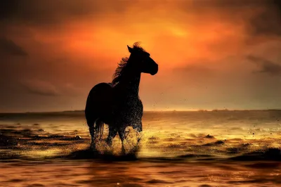 Radiant Silhouette Wallpaper Nature Wallpaper 4K 2000x1334 Silhouette, Of, A, Horse, Splashing, Through, Shallow, Ocean, Water, Sunset, Vibrant, Orange, Purple, Landscape, Full HD
