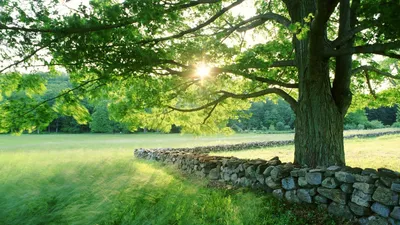 Sunlit Tree Stands Wallpaper 4K, Nature category