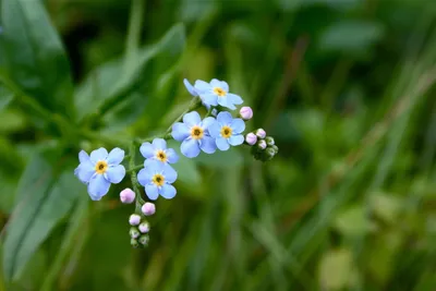 Close Delicate Blue Wallpaper 4K, Nature category
