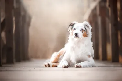 Serene Dog Wallpaper Animals Wallpaper 4K 2048x1365 Dog, Animal, Australian, Shepherd, Hd, Desktop, Wallpaper, White, Ultrawide, Full HD