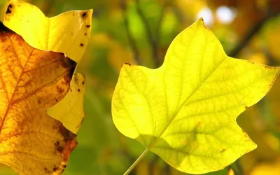 Backlit Yellow Leaf Focus Blurred Nature Wallpaper 4K 1920x1200 Hd, Pc, Desktop, Wallpaper/background:, Backlit, Yellow, Leaf, In, Sharp, Focus, Against, Blurred, Ultrawide, Full HD