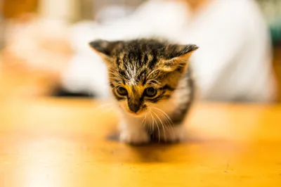 Close Curious Baby Animals Wallpaper 4K 2048x1366 Hd, Desktop, Wallpaper, Featuring, A, Close-up, Of, Curious, Baby, Kitten, Soft, Fur, White, Landscape, Full HD