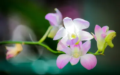 Radiant Close Wallpaper Nature Wallpaper 4K 1920x1200 Hd, Desktop, Wallpaper, Showcasing, A, Close-up, Of, Delicate, Pink, White, Orchid, Flowers, Ultrawide, Full HD