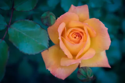 General 2000x1333 Abstract Abstract Wallpaper 4K 2000x1333 Wallpaper, General, 2000x1333, Purple, Brown, Orange, Ultrawide, Full HD