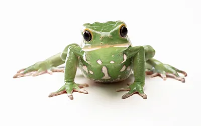 Animal Frog Animals Animals Wallpaper 4K 2560x1600 Animal, Frog, Hd, Desktop, Wallpaper, Background, Image, White, Ultrawide, QHD