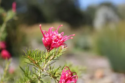Vibrant Pink Flowers Blurred Nature Wallpaper 4K 1920x1280 Hd, Wallpaper, Of, Vibrant, Pink, Flowers, With, A, Blurred, Natural, Gray, Landscape, Full HD